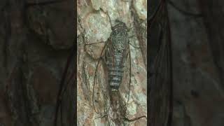 ツクツクボウシ鳴く　鳴いたあと噛みついてきたアリを投げ飛ばす #slowmotion #insects  #cicada