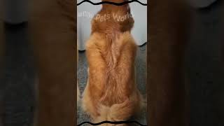 Dogs are playing with Cat #petgadgets #subscribenow #shortvideo #funnyvideo #foryoupage #pettech