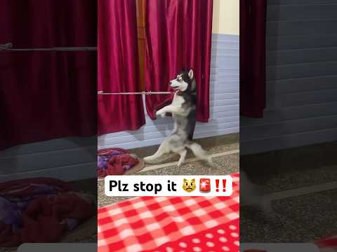 Before buying a Husky watch this 🚨‼️ #shorts #dog #husky #trendingsongs