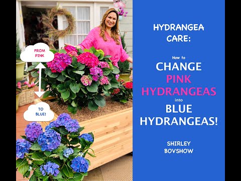 HYDRANGEA CARE: Love Blue Hydrangeas? How to Change Pink Hydrangea Flowers to Blue! Shirley Bovshow