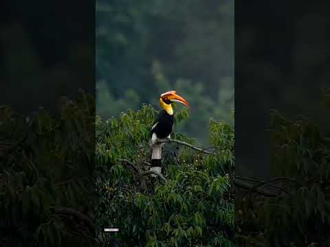 Great hornbill#bird#shorts#original#nature#cute#viral