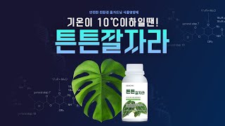 가을 식물영양제 추천! 세포와 세포벽을 강화해주는 관엽식물영양제 튼튼잘자라! #식물영양제 #식물영양제추천 #관엽식물영양제 #몬스테라영양제