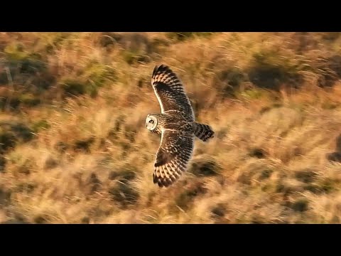 SHORT-EARED OWLS In Flight & Hunting - Asio flammeus