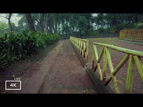 Walking in the Rain |  Binaural Heavy Rain Umbrella Thunder & Nature Sounds | Our Compilation Walks