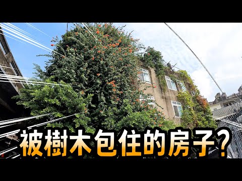 穿過住宅的大樹，百年大樹與房子共生｜不一樣的風景 EP4