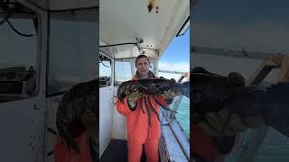 One of the biggest lobsters we’ve caught!