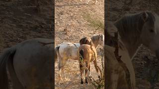 Wild Horses romance #horsevideo #horse #wildmustang #mustangs #equine