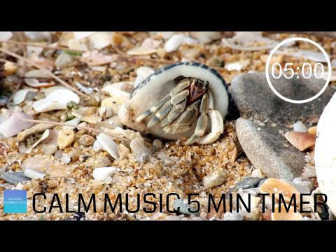 Countdown Timer 5 minutes With Relaxing Music For Concentration - Crabs -Pack Up Time Music