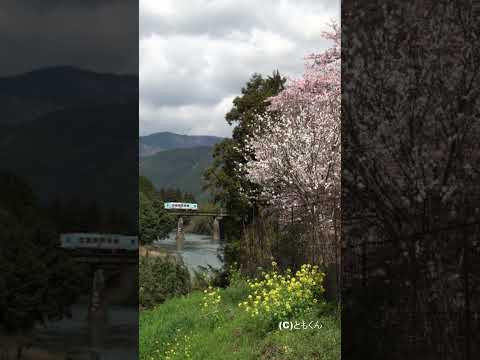 樽見鉄道　桜と鉄橋 #鉄道