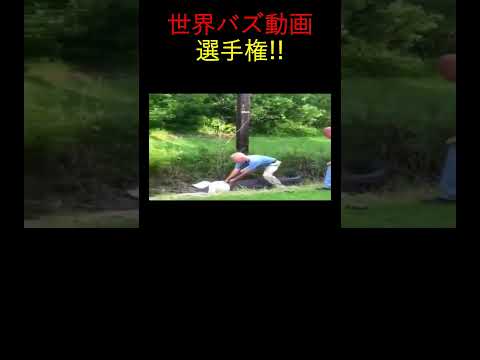 何が起こるかわからない！予想外の面白シーン集#癒やし #動物ハプニング　#癒し系動物 #ViralAnimals#CuteAnimalMoments #shorts