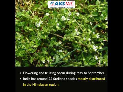 Stellaria bengalensis #aksias #upsc #currentaffairs #Stellariabengalensis #iascoaching