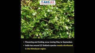 Stellaria bengalensis #aksias #upsc #currentaffairs #Stellariabengalensis #iascoaching