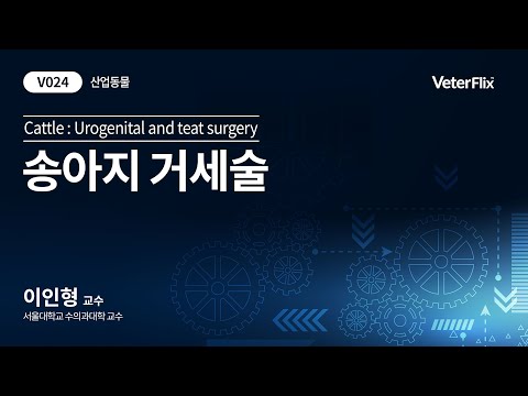 [베터플릭스][산업동물] 송아지거세술(Cattle:Urogenital and teat surgery)