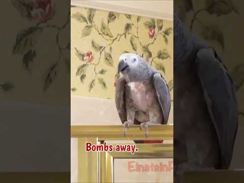 Einstein tells Marcia to Bombs Away! 🤣💩 #africangreyparrot #takingparrot #shorts