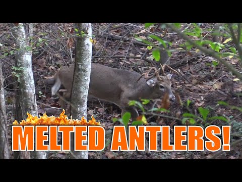 MELTED antlers! [what would you name this buck?] | N1 Outdoors