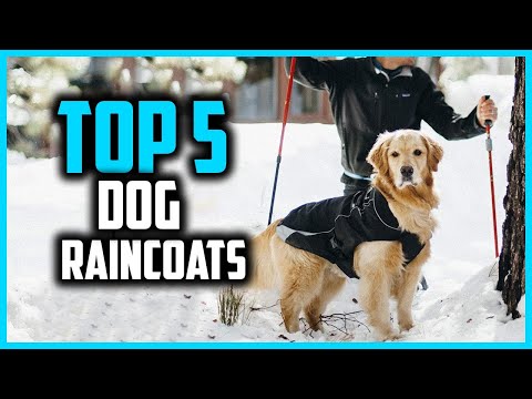 ✅Top 5 Best Dog Raincoats in 2025