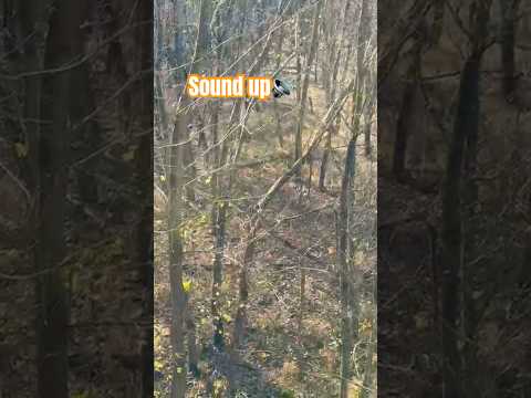 Whitetail chase [grunts galore!] | N1 Outdoors #bowhunting #whitetail #hunting