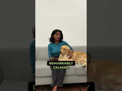 How to calm your anxious dog? |  | Expert Advice by Supertails