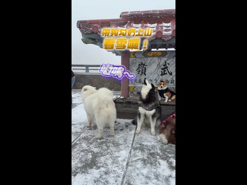 【回到故鄉？】帶一群雪橇犬上武嶺亭追雪還順便來首大合唱 #Shorts