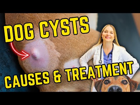 Why do Cysts happen?—How to Fix them! | Vet Easily Explains