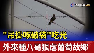 "吊掛啄破袋"吃光  外來種八哥狠虐葡萄故鄉