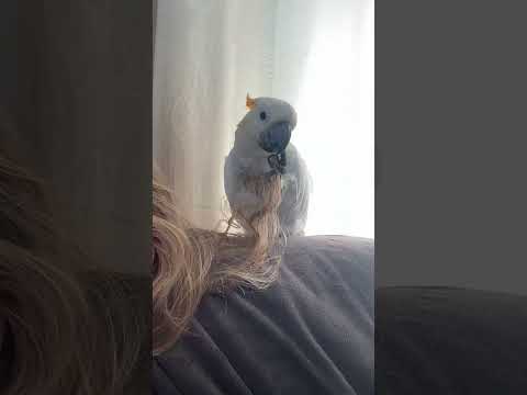 Styling my hooman’s hair #parrot #cockatoos #cockatoojewel