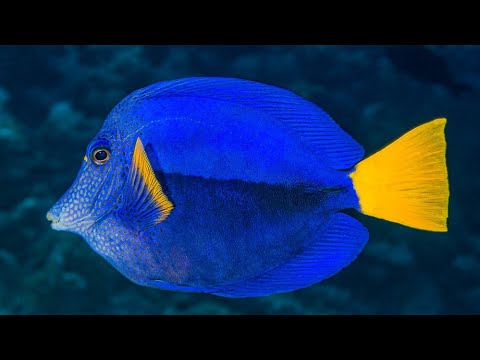 Facts: The Purple Tang