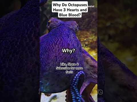 Why Do Octopuses Have 3 Hearts and Blue Blood? #facts #sealifefacts #ocean #biology #ytshorts