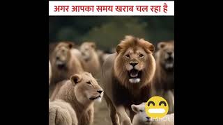 शेरनी की कहानी The story of the lioness #ytchannalviral #ytstudiotrick #ytstudiosecret