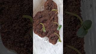 Grow Pumpkin from seeds.|Thriving Garden| #shorts