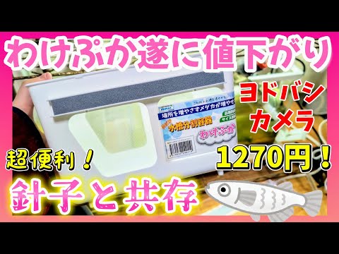 【メダカ】大人気商品わけぷかを激安で入手😆！針子とミジンコ育成に#室内飼育#めだか#飼育#越冬#ヨドバシカメラ#水槽分割容器＃ミプラス