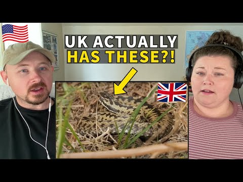 Americans React to UK's Only Venomous Reptile - The Adder Snake