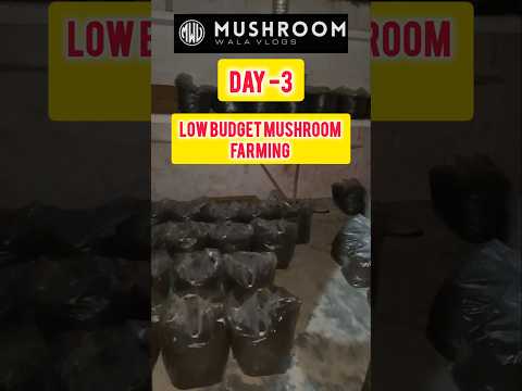 Button Mushroom farming in room Mushroom farming business in India #shorts