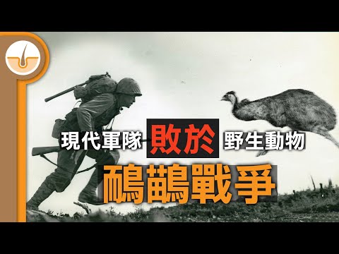 現代軍隊向野生動物宣戰但卻慘敗的戰役 - 鴯鶓戰爭 (繁中字幕)