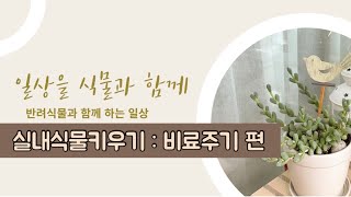 실내식물 키우기 - 비료(식물영양제)주기