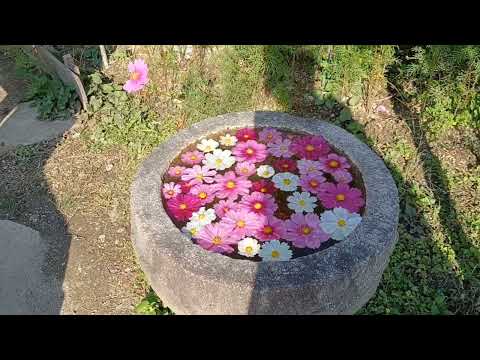 コスモス寺「般若寺」さんへ～🎶ヽ(*´∀｀*)ﾉ