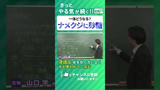 ナメクジが塩で縮む理由 浸透圧の仕組み #生物 #浸透圧 #解説 #shorts