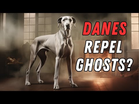 Great Dane Facts: 10 Bizarre Things You Didn't Know