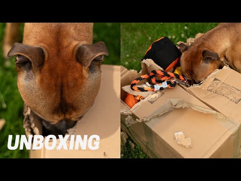 Dog Sport Gear: Unboxing Tug Toys with Three Staffies (Orange County Kennel)