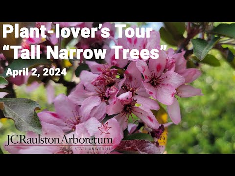 Plant-lover's Tour - "Tall Narrow Trees"