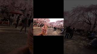 天空の庭🌸は大混雑🫢　Sakura  2024年4月14日