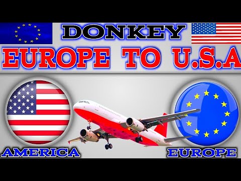 europe to usa donkey | italy to america donkey | usa donkey | portugal to usa donkey donkey america