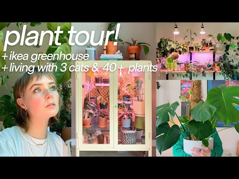 a tour of my houseplants!