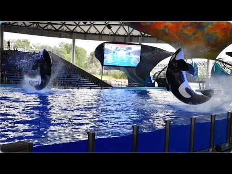 Orca Encounter (Full Show) - SeaWorld San Antonio - May 11, 2024