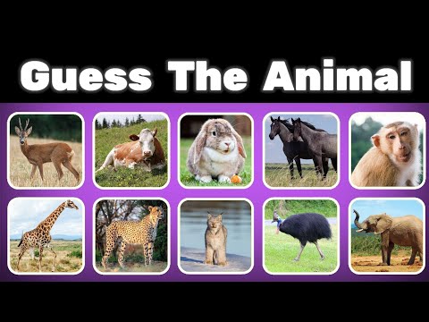 Can You GUESS THE ANIMAL | Easy, Medium, Hard