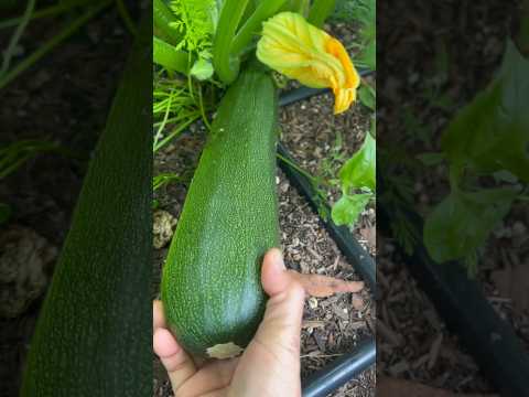 Harvest haul from the backyard garden. Huge zucchini harvest #backyardgardening #garden #zucchini