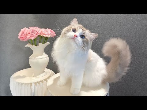 Deep Anti Anxiety Music for Cat Relaxation: Tones to Calm Anxiety & Stress with Pets Music