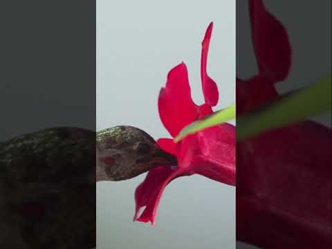 Beautiful Smart Hummingbird Feeding On Nectar/Birds Feeding Video 2022/#Short