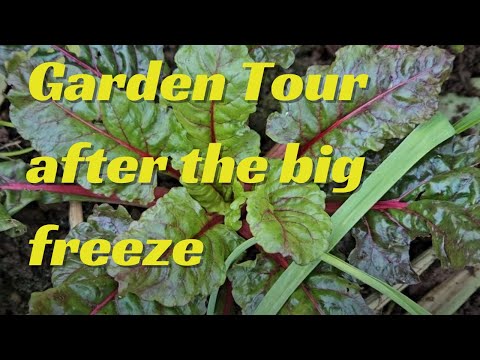 Garden Tour after the Big Freeze - January Garden Tour