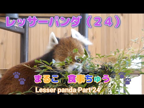 レッサーパンダ（２４）🐾まるこ　食事中🐾（東山動植物園）Lesser panda Part 24